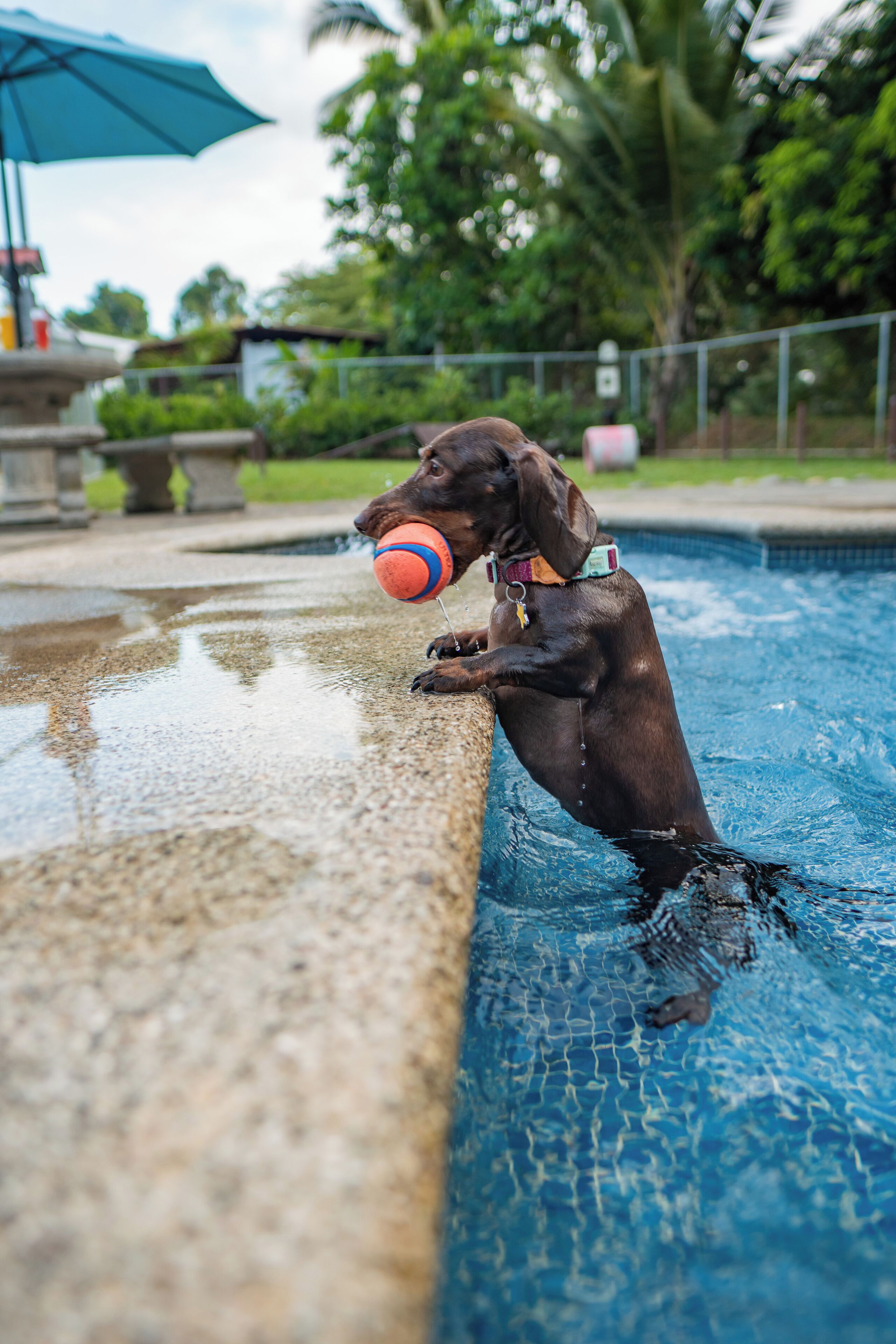 Lemmikkiystävälliset palvelut/mukavuudet