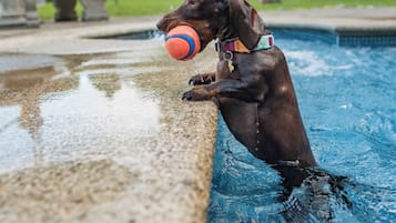 Lemmikkiystävälliset palvelut/mukavuudet