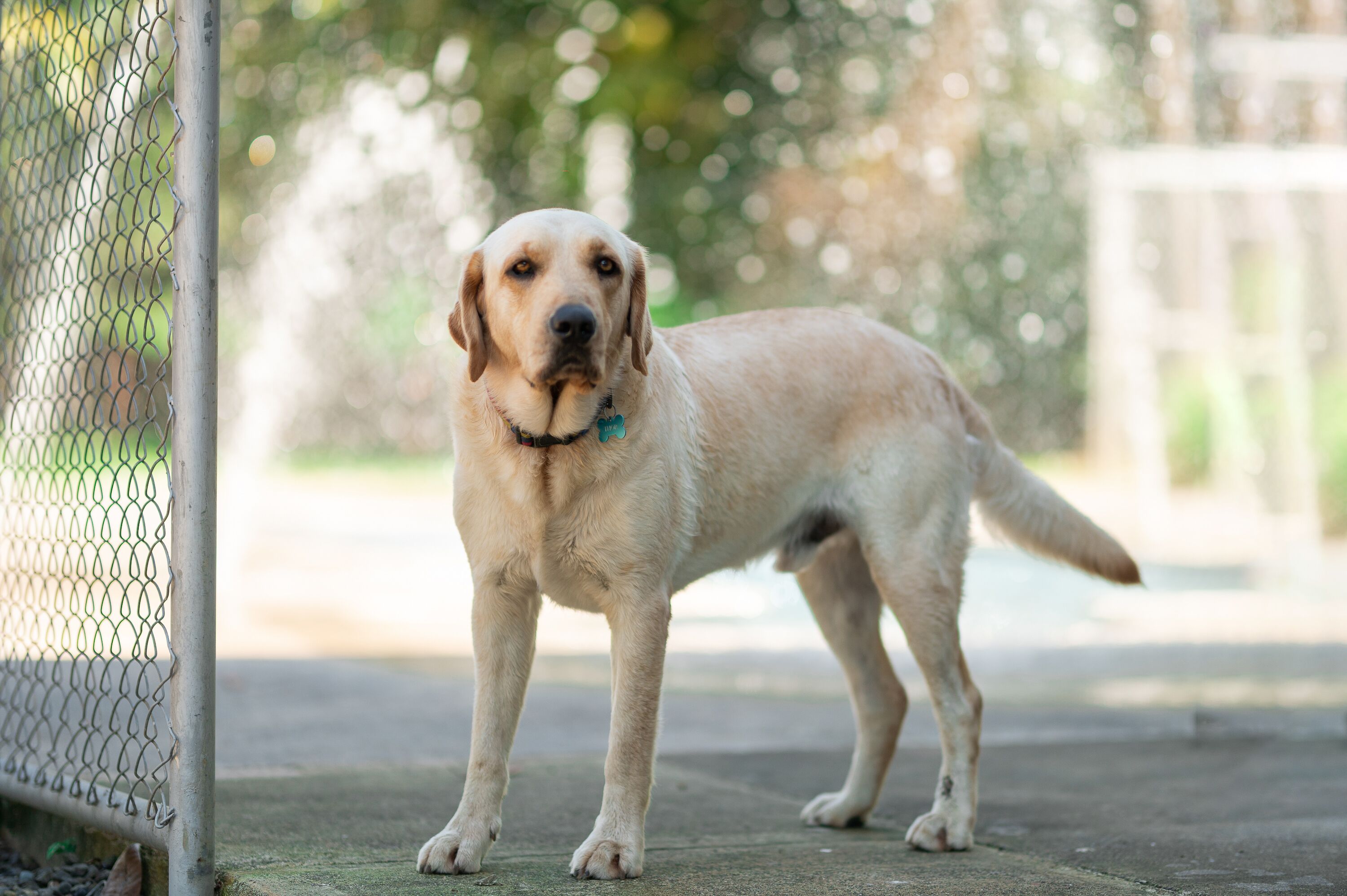 pet-friendly amenities