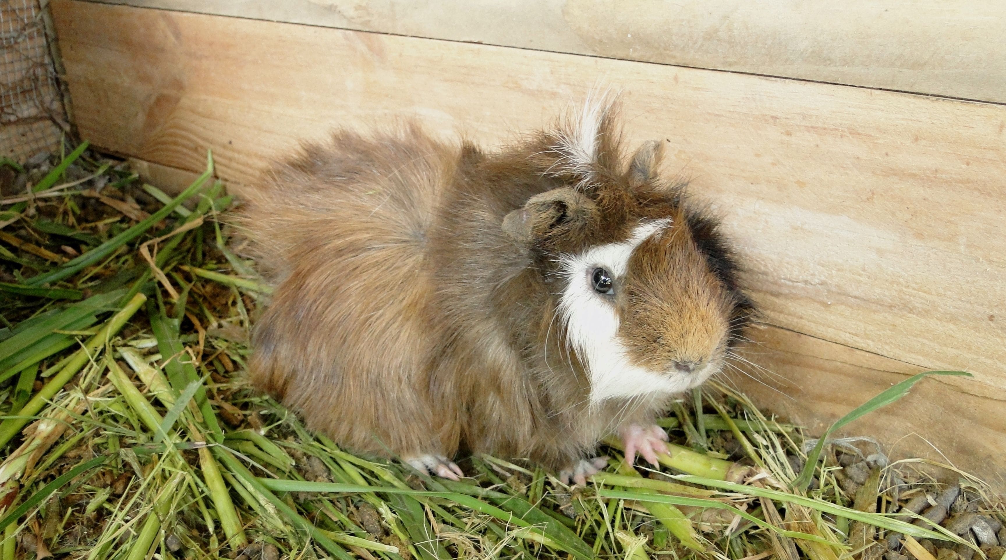 Foto - Hotel Serra Everest