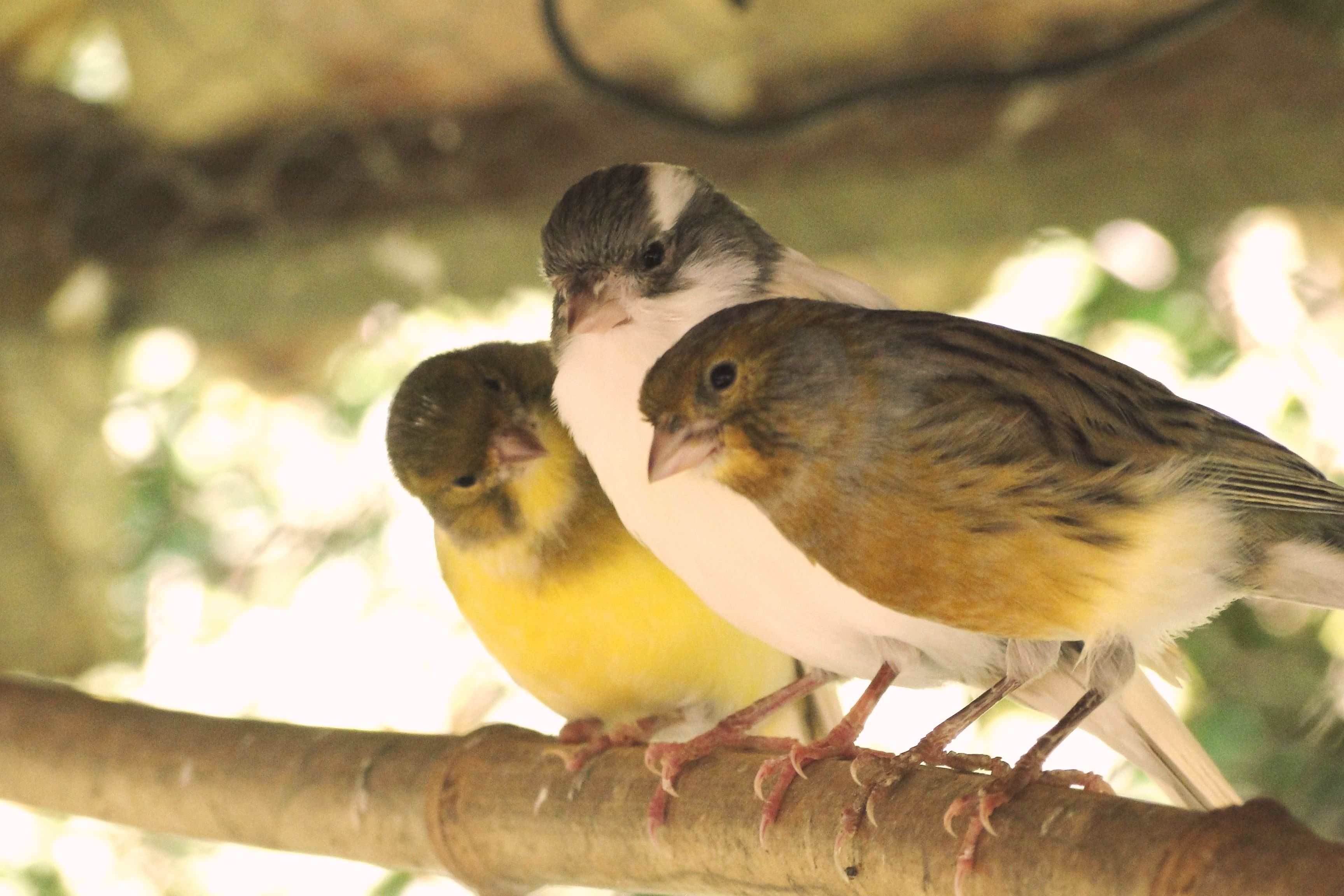 Foto - Hotel Serra Everest