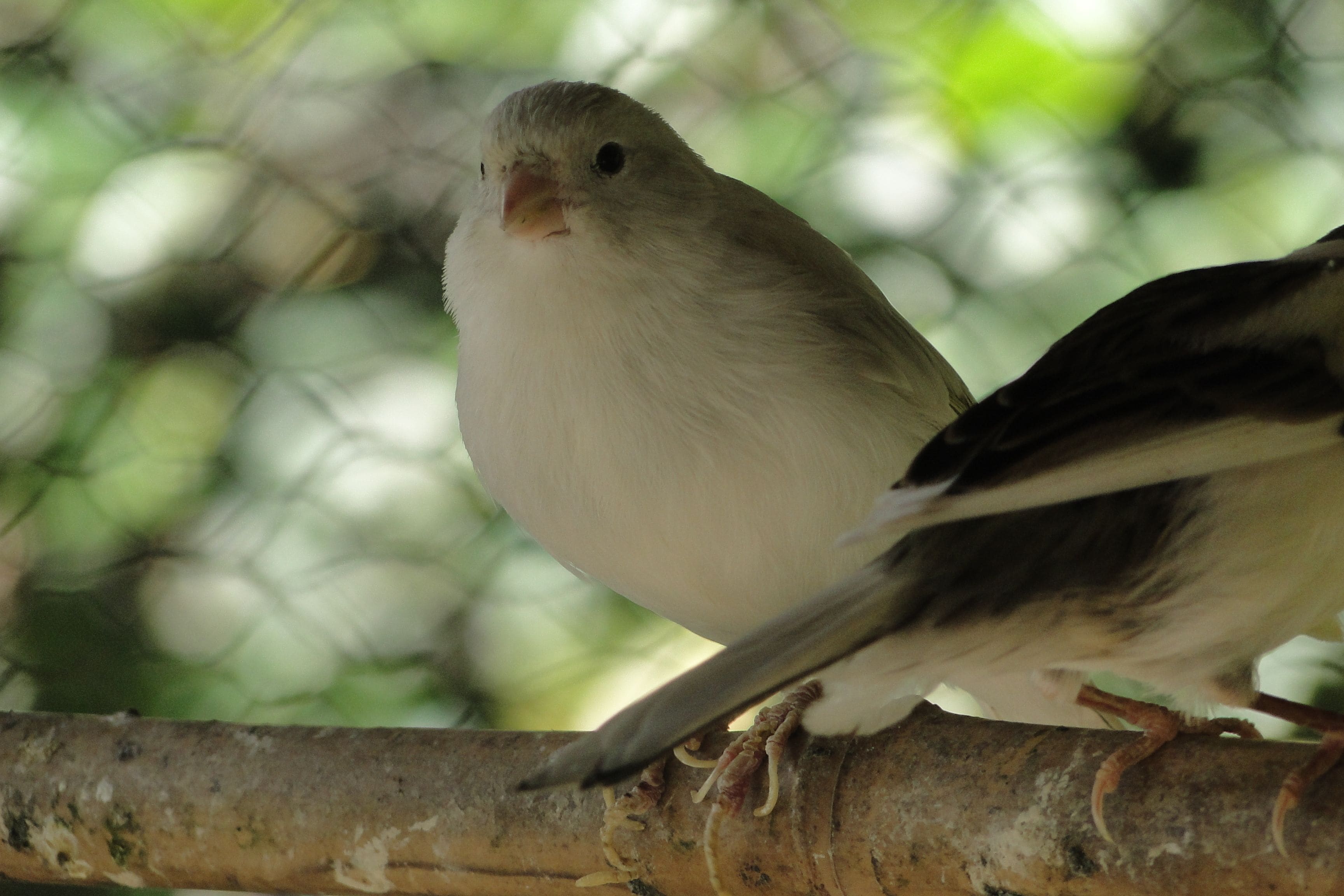 Photo - Hotel Serra Everest
