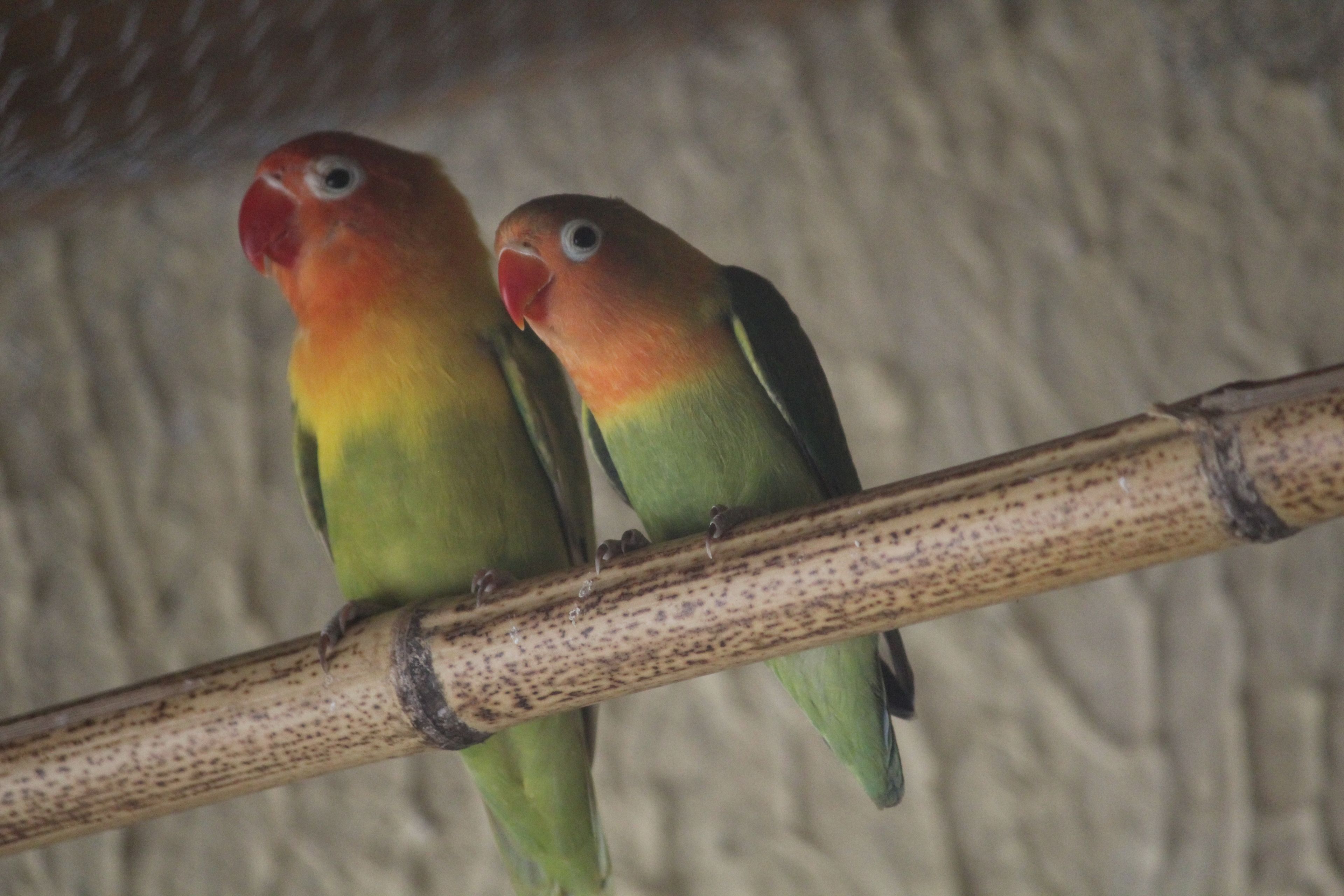 Photo - Hotel Serra Everest