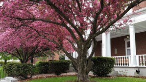 A tree with pink blossoms in front of a building with a white porch and brick walls.