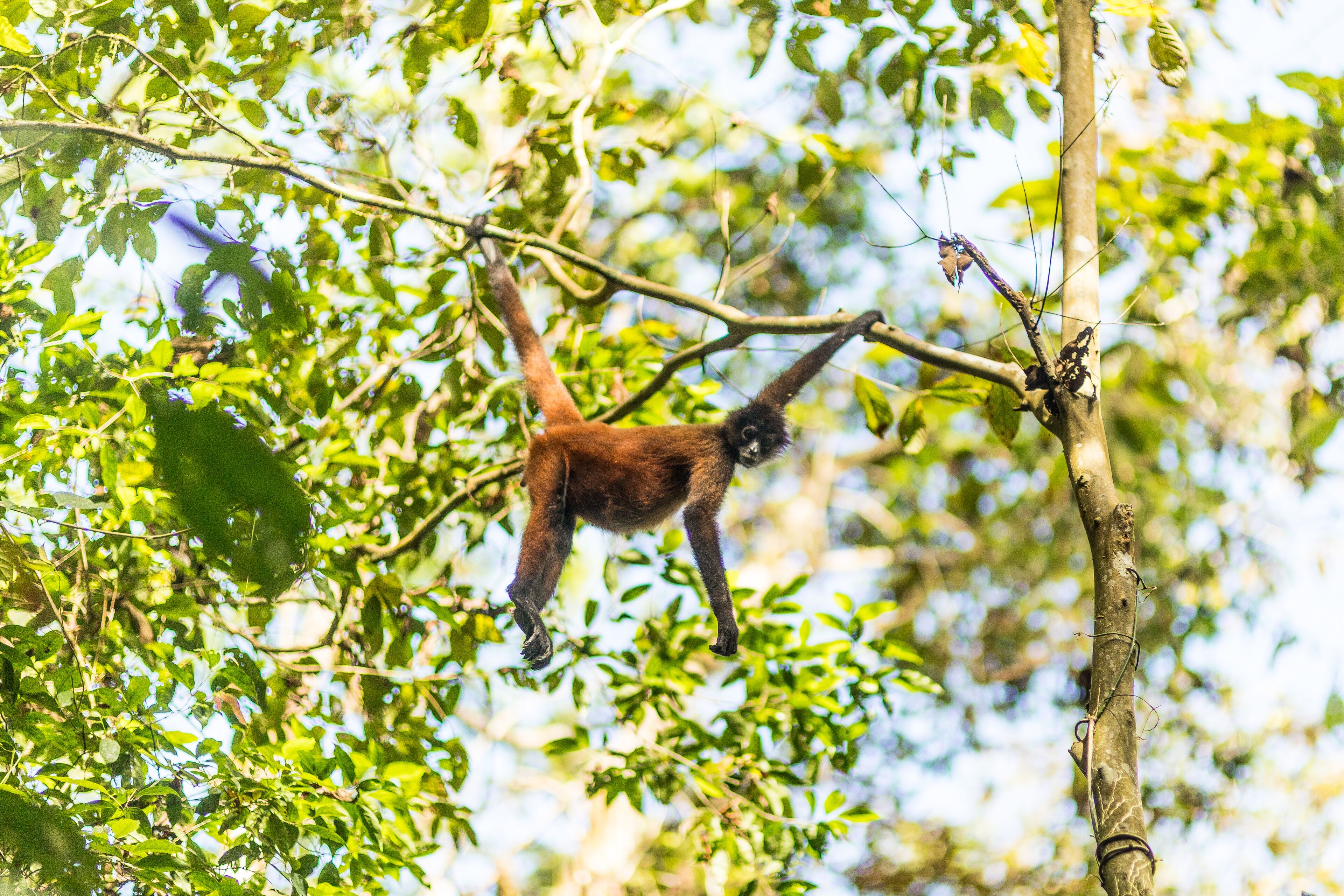 Un primate colgado de una rama en un área boscosa.