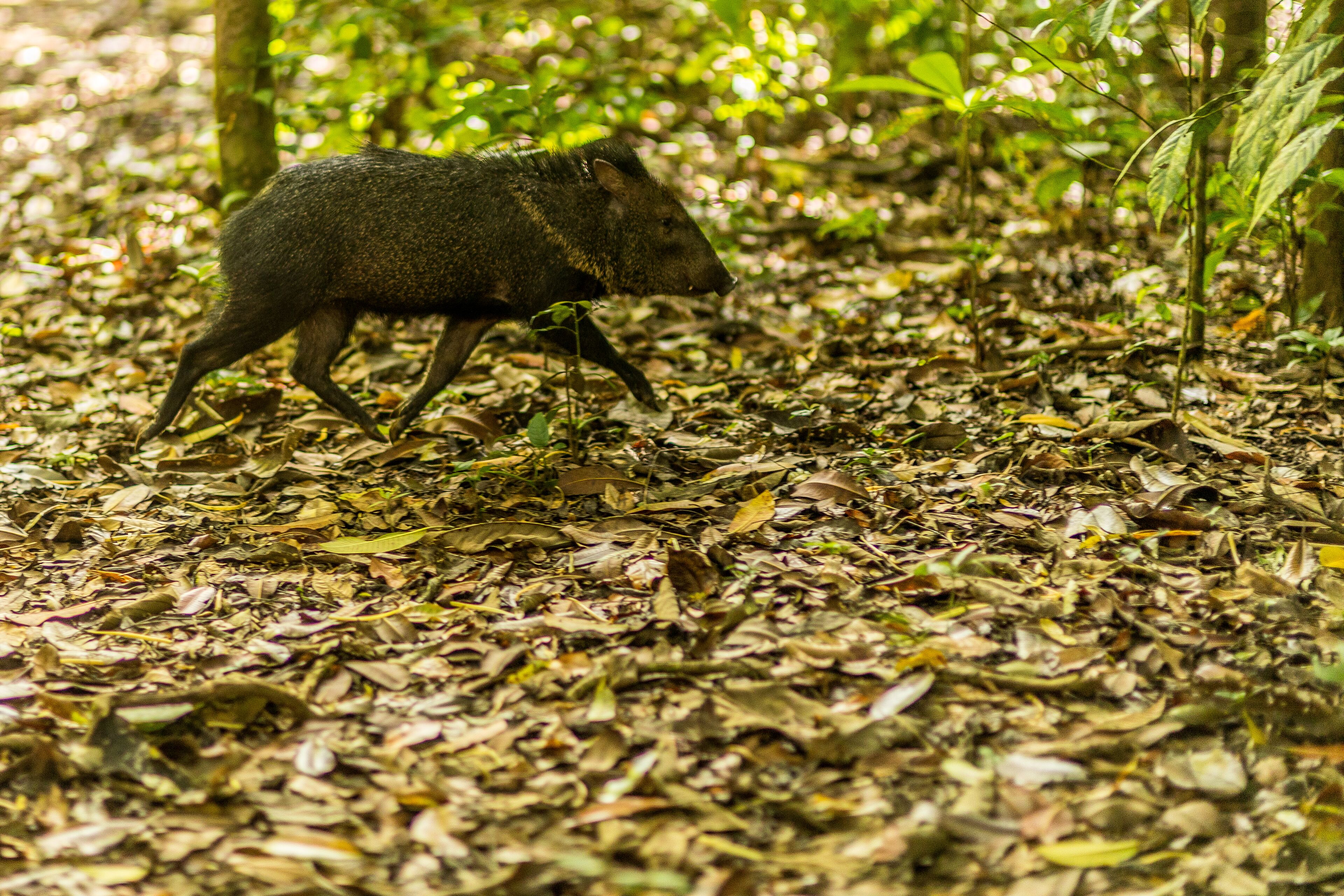 Un tapis de feuilles mortes recouvre le sol de la forêt, et un petit animal s’y promène.
