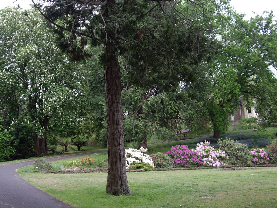 Un parque con un árbol grande, un sendero y macizos de flores con diversas plantas.