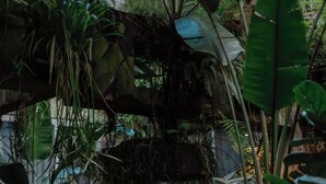 Un jardin intérieur luxuriant, avec différentes plantes et un fauteuil en osier.