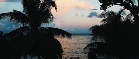 A beach scene with palm trees and a view of the sea.