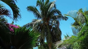 Zona de piscina con sillas de descanso y palmeras.