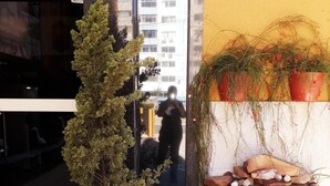 A potted evergreen tree in front of a building entrance, a stone wall with rocks and greenery, and a reflection of a person in the glass door.