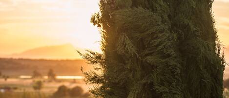 Vista desde la habitación