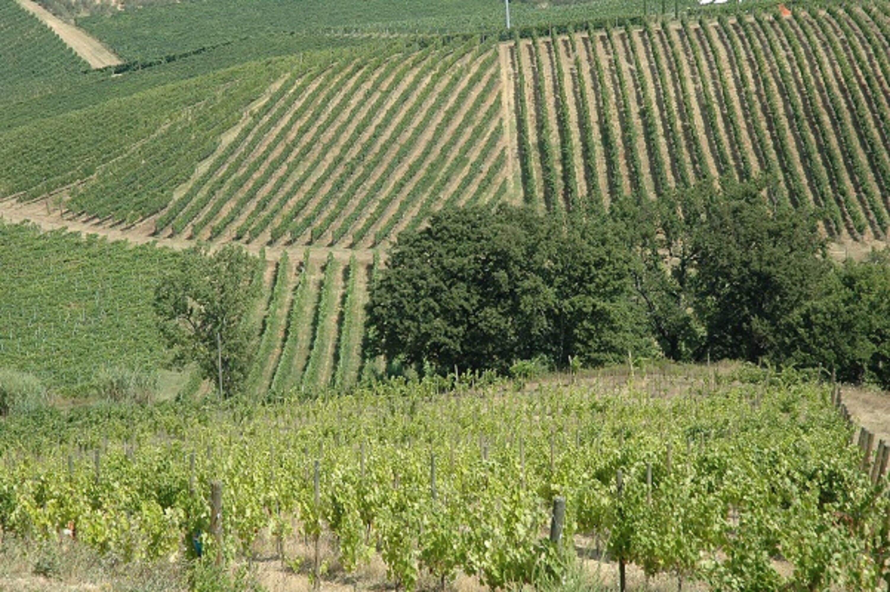 Un vignoble avec des rangées de vignes.