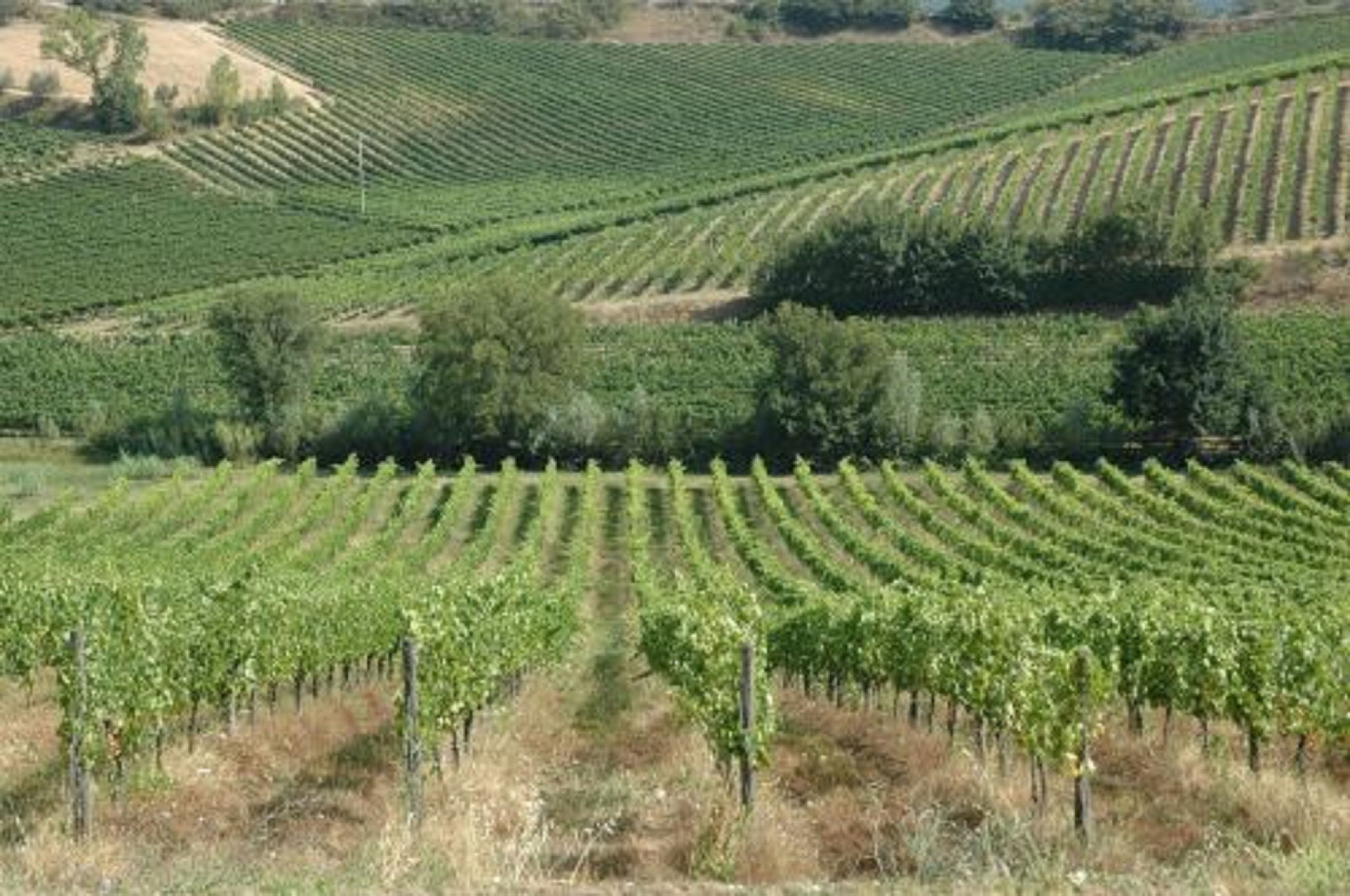 A vineyard with rows of grapevines.