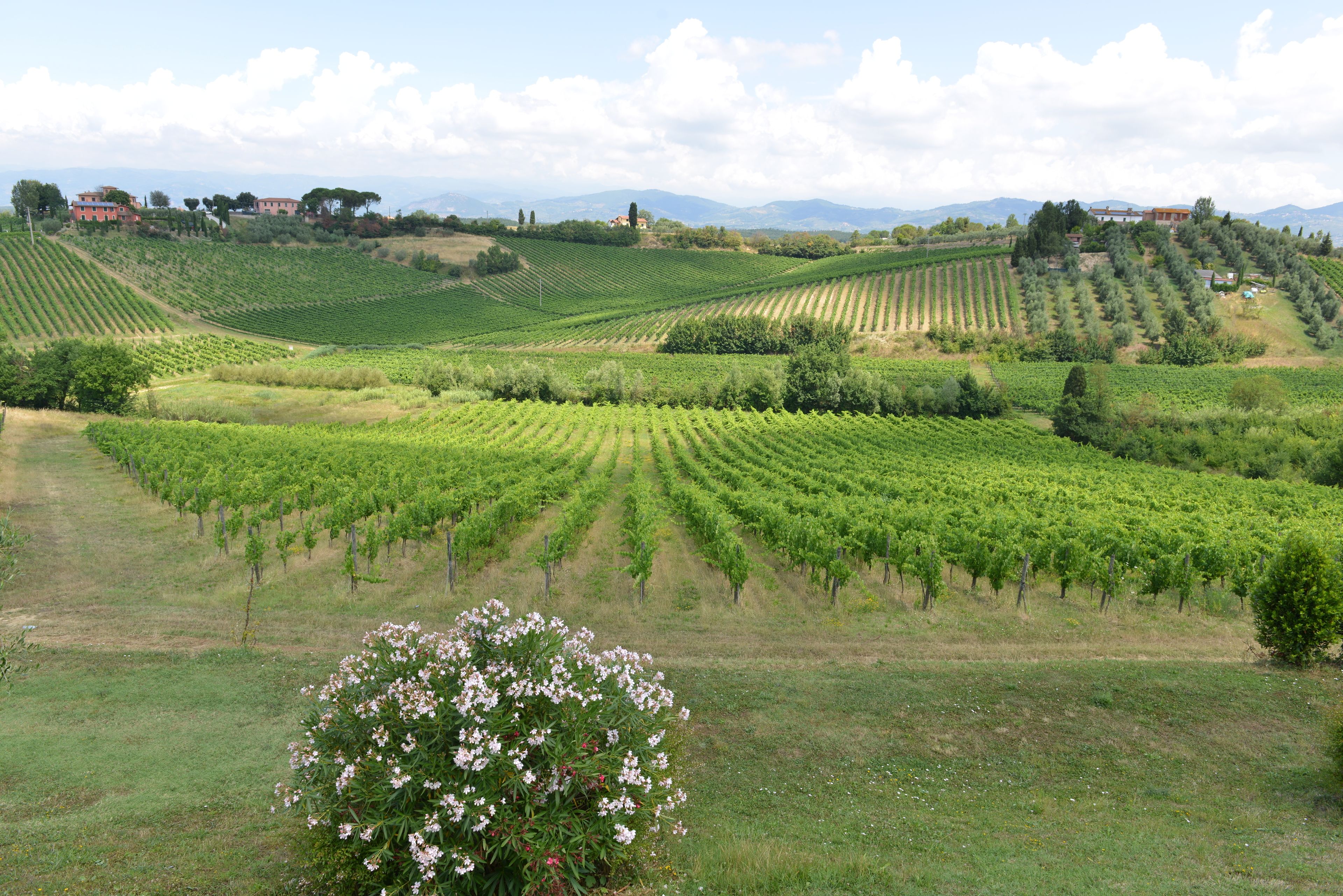 A vineyard with rows of grapevines and a few buildings in the background.