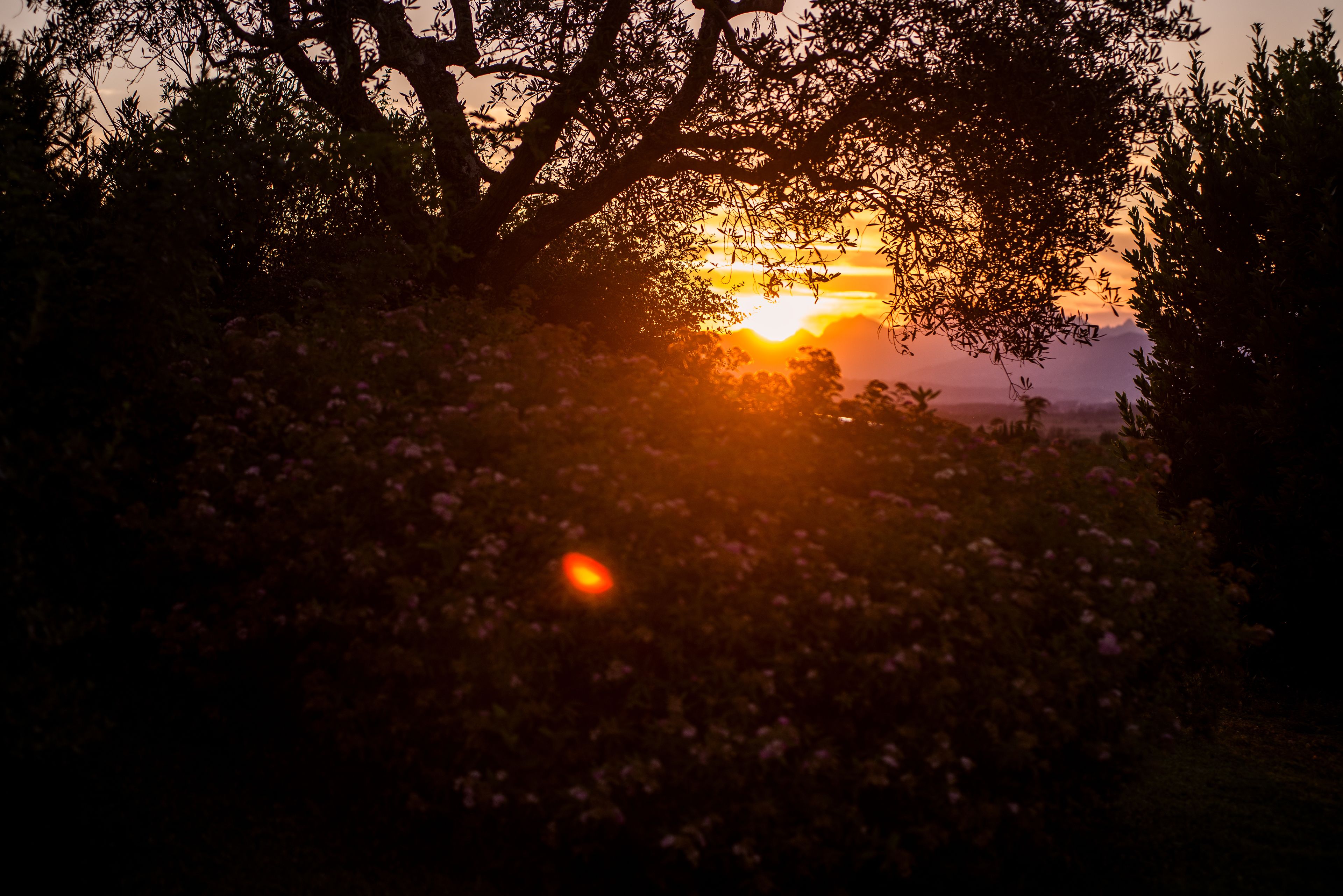 A sunset behind foliage with a visible sun.