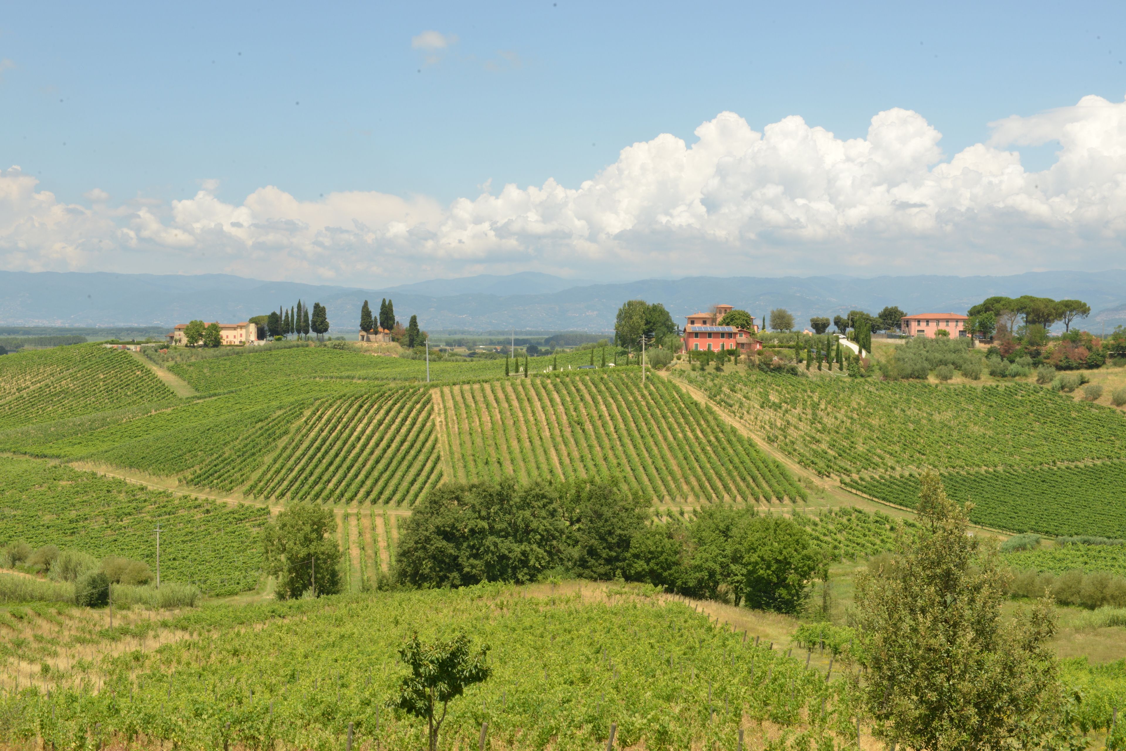 A vineyard with rows of grapevines, a few buildings, and distant mountains under a clear sky.