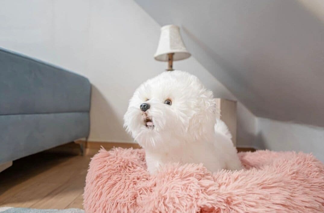 family room, multiple beds | living area