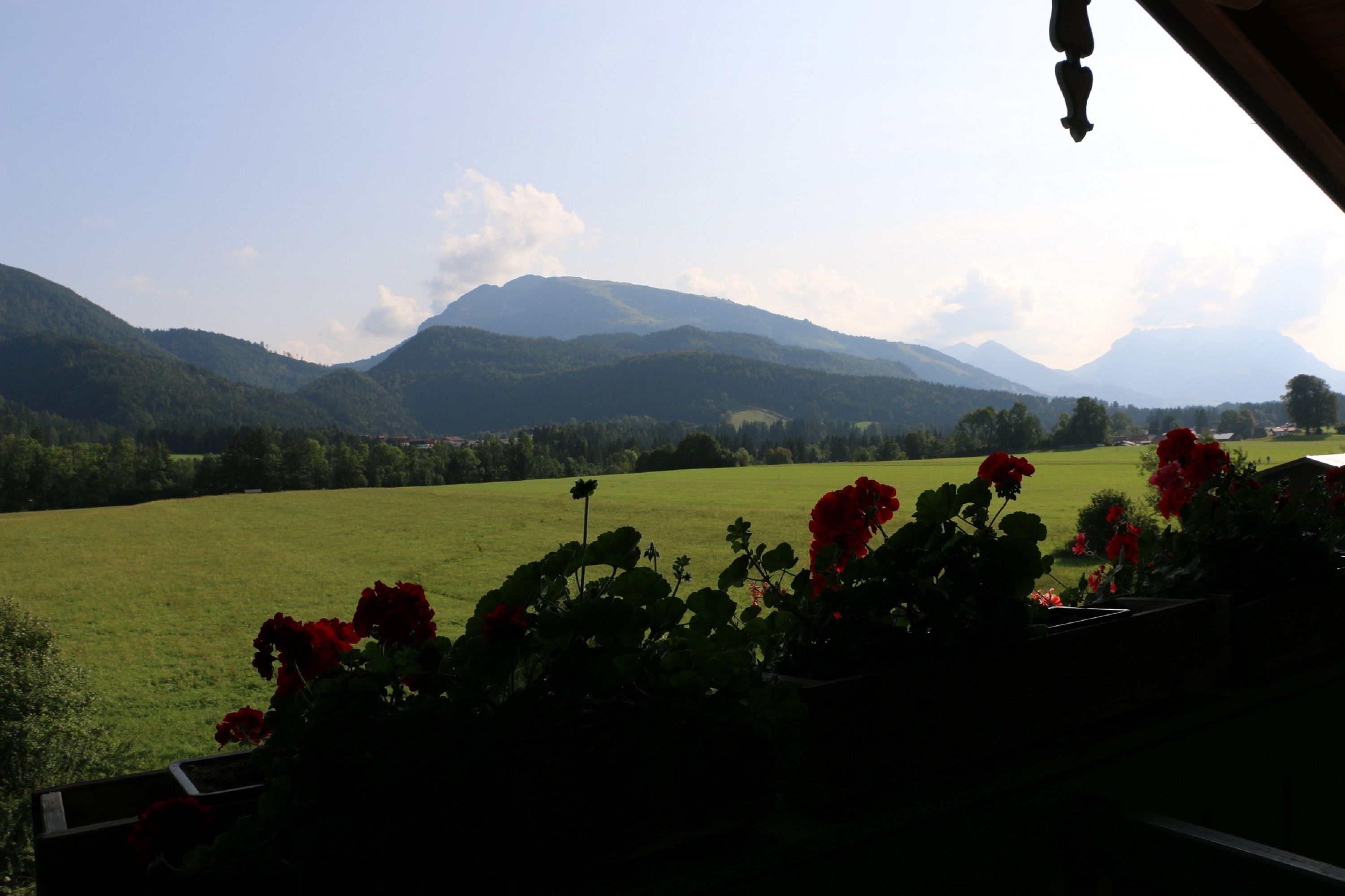 Une vue d’un champ verdoyant, avec des montagnes en arrière-plan et des fleurs rouges au premier plan.