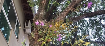 Hotel Pousada Calliandra
