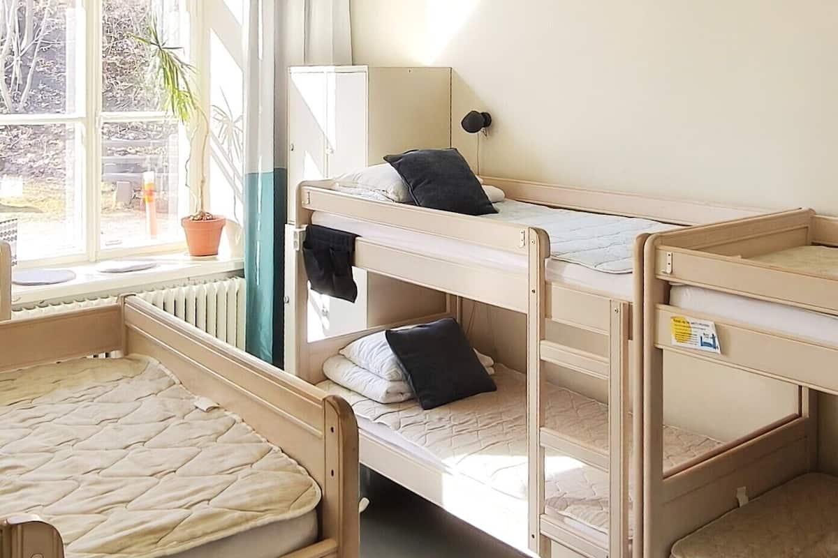 A dormitory room with bunk beds, a window with curtains, a radiator, and a potted plant.