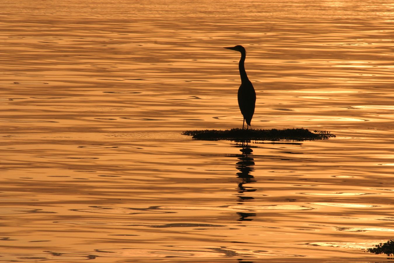 A solitary bird standing on a small island in a body of water.