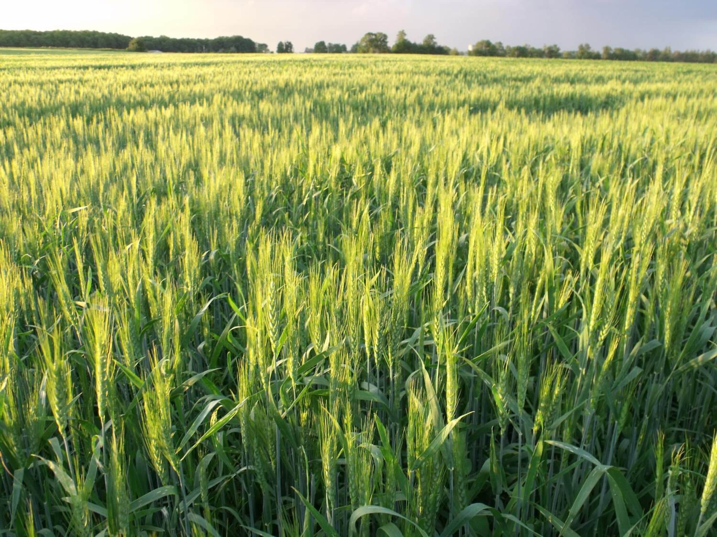 Foto - Stevenson Farms-Harvest Spa B & B