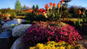 Un jardín con diversas flores y rocas, una montaña al fondo y un cielo despejado.