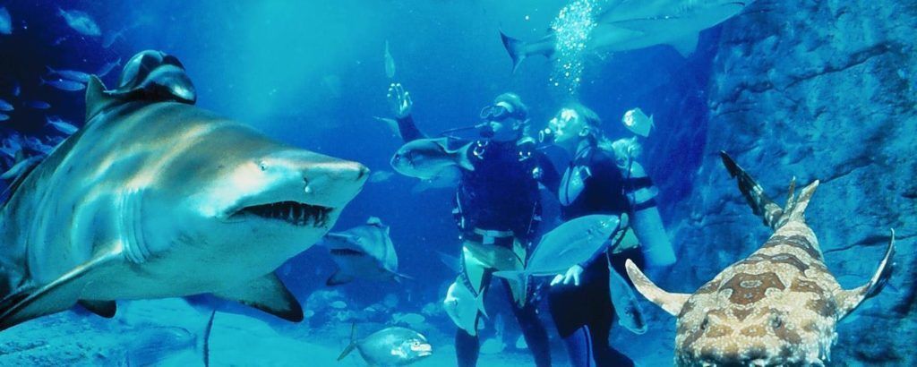 An underwater scene with a shark, divers, and a sea turtle.