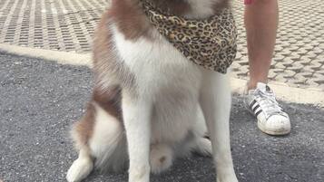 Thân thiện với vật nuôi