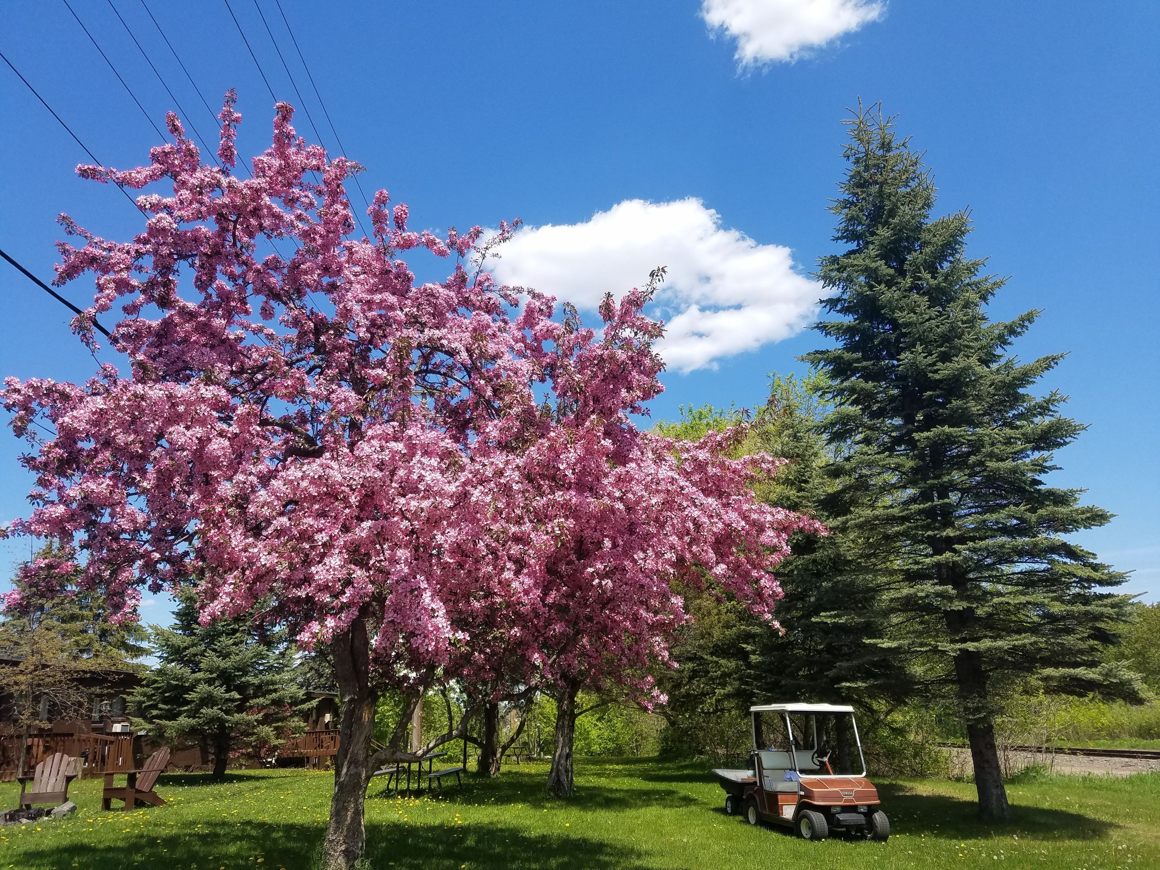 A park with a cherry blossom tree, a golf cart, and a wooden deck.