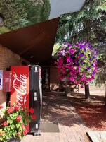 Una máquina expendedora de Coca-Cola frente a un edificio de ladrillo, con un banco y un árbol de flores moradas.