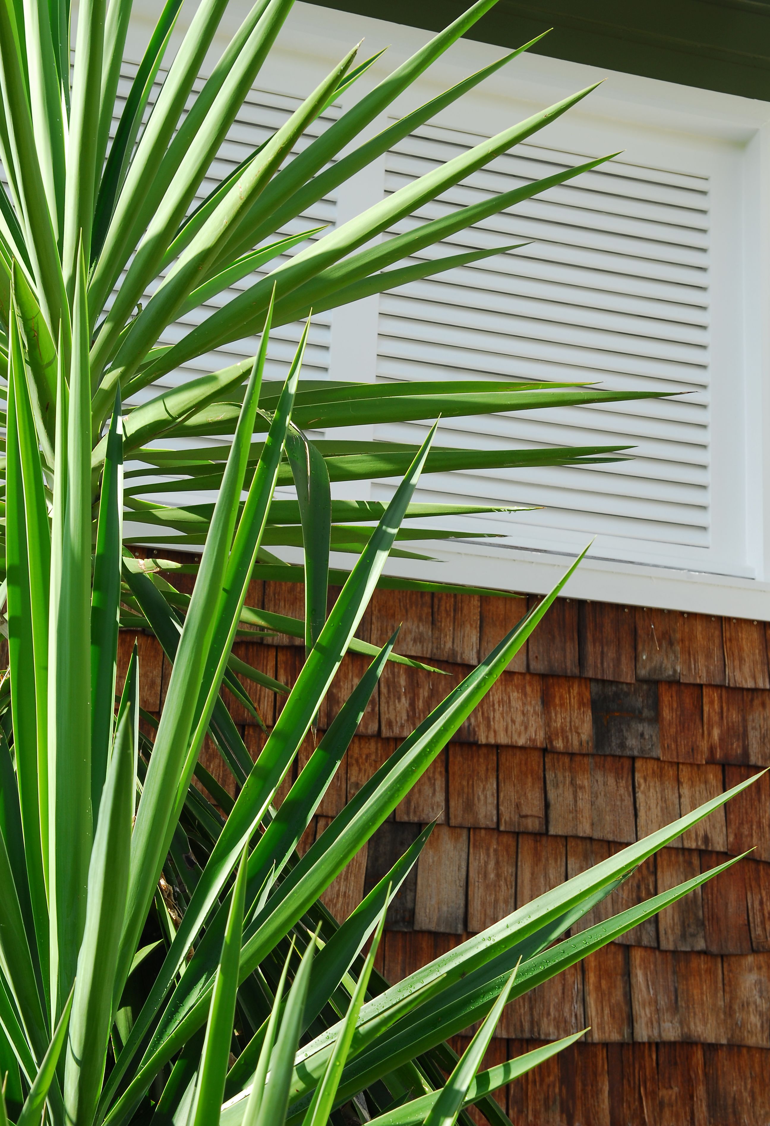 A plant with long green leaves in front of a wooden wall and a white window with horizontal blinds.