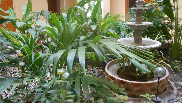 A courtyard with a stone fountain surrounded by various plants and a potted plant with a decorative top. - Le Paradis S. Hotel (Cap-Haitien)
