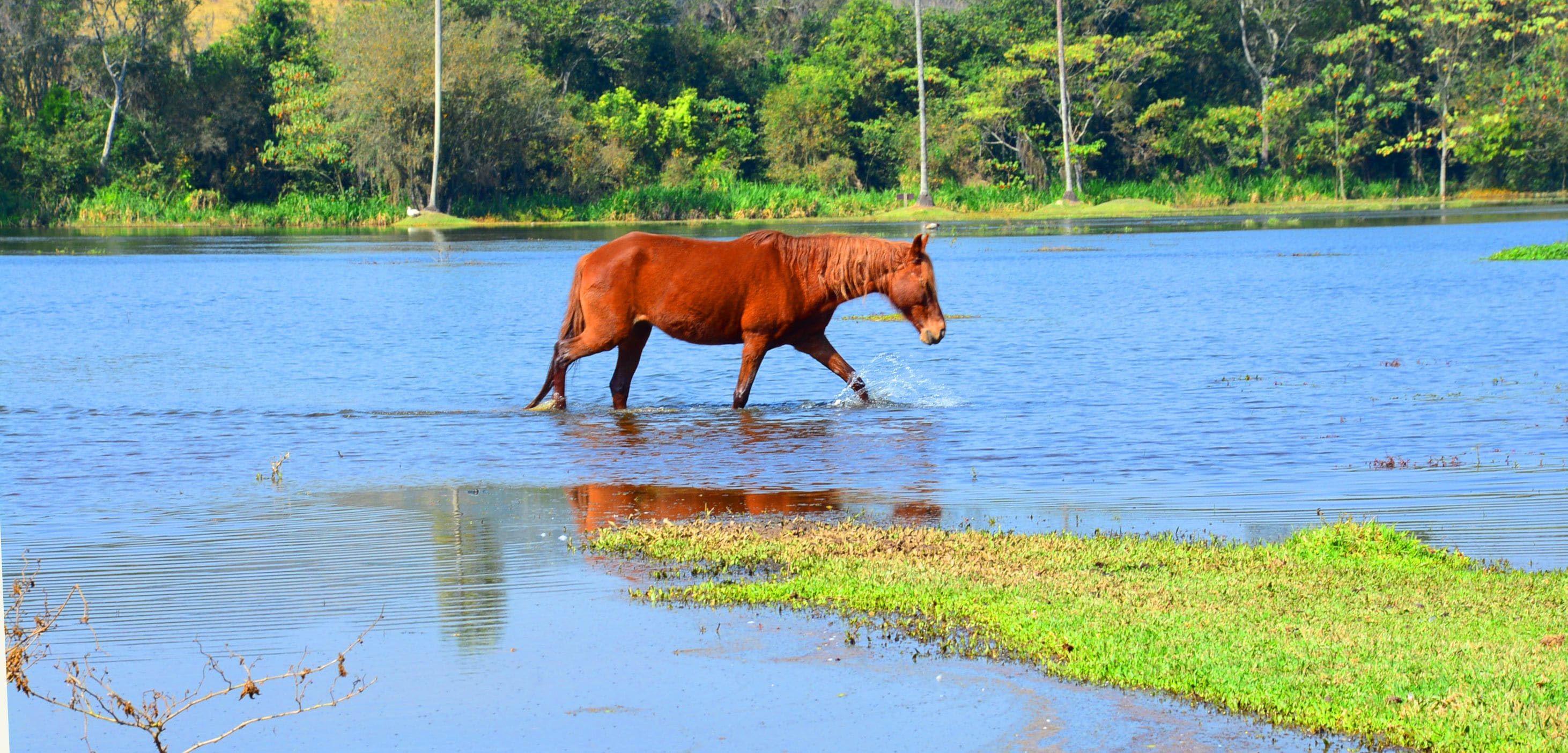 Foto - Hotel Estância Atibainha - Resort & Convention