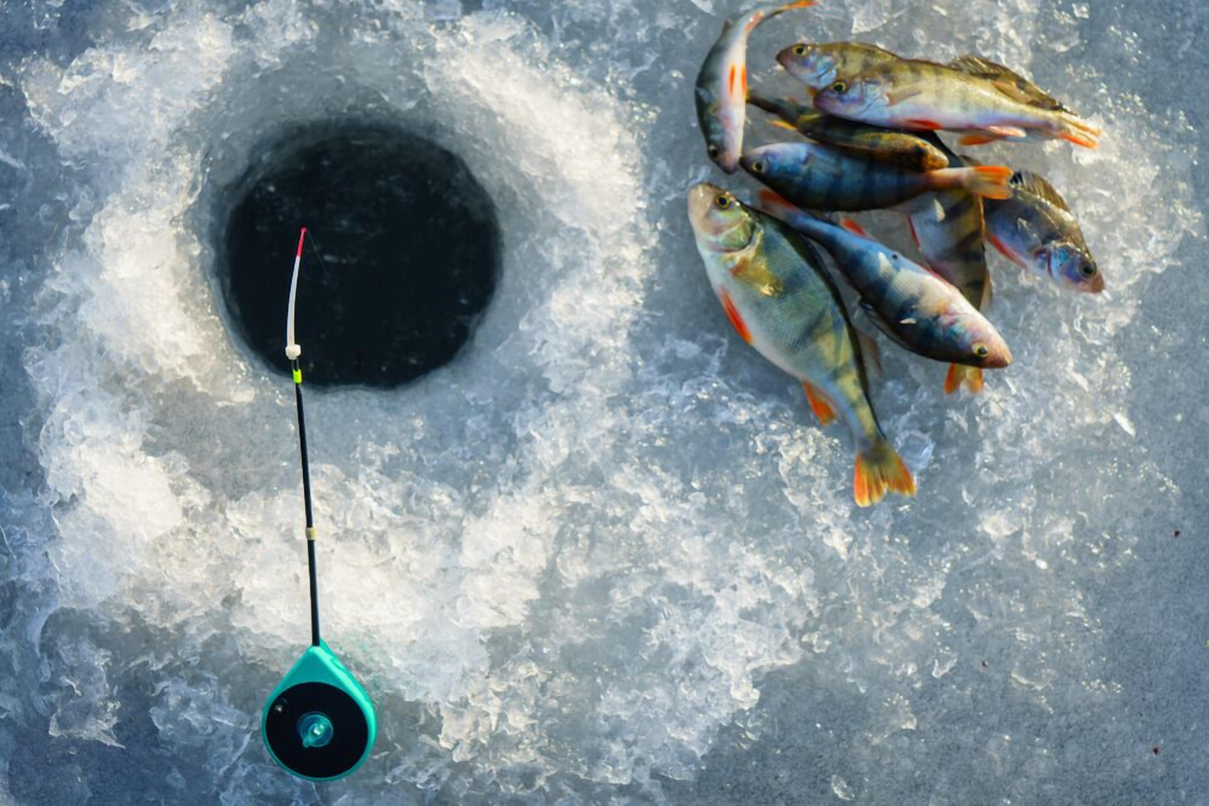 Un agujero de pesca con varios peces sobre el hielo y una línea de pesca.