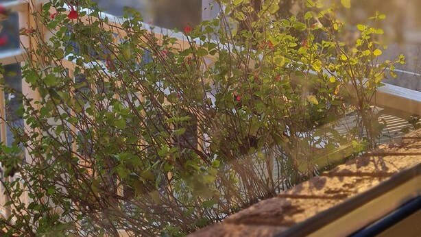 Una ventana con vistas a un jardín y árboles.