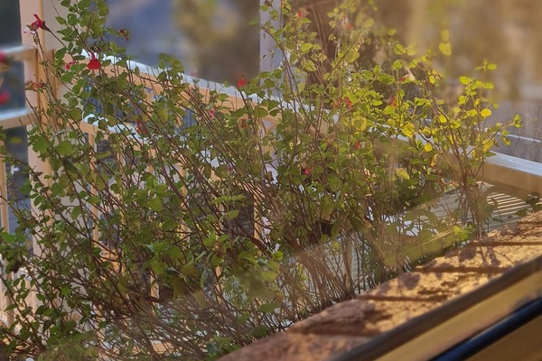 Standard Room (Queen/Twin) | Terrace/patio