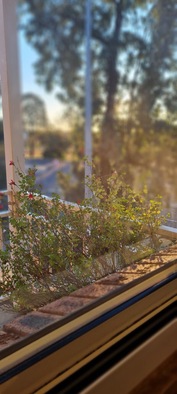 Standard Room (Queen/Twin) | Terrace/patio