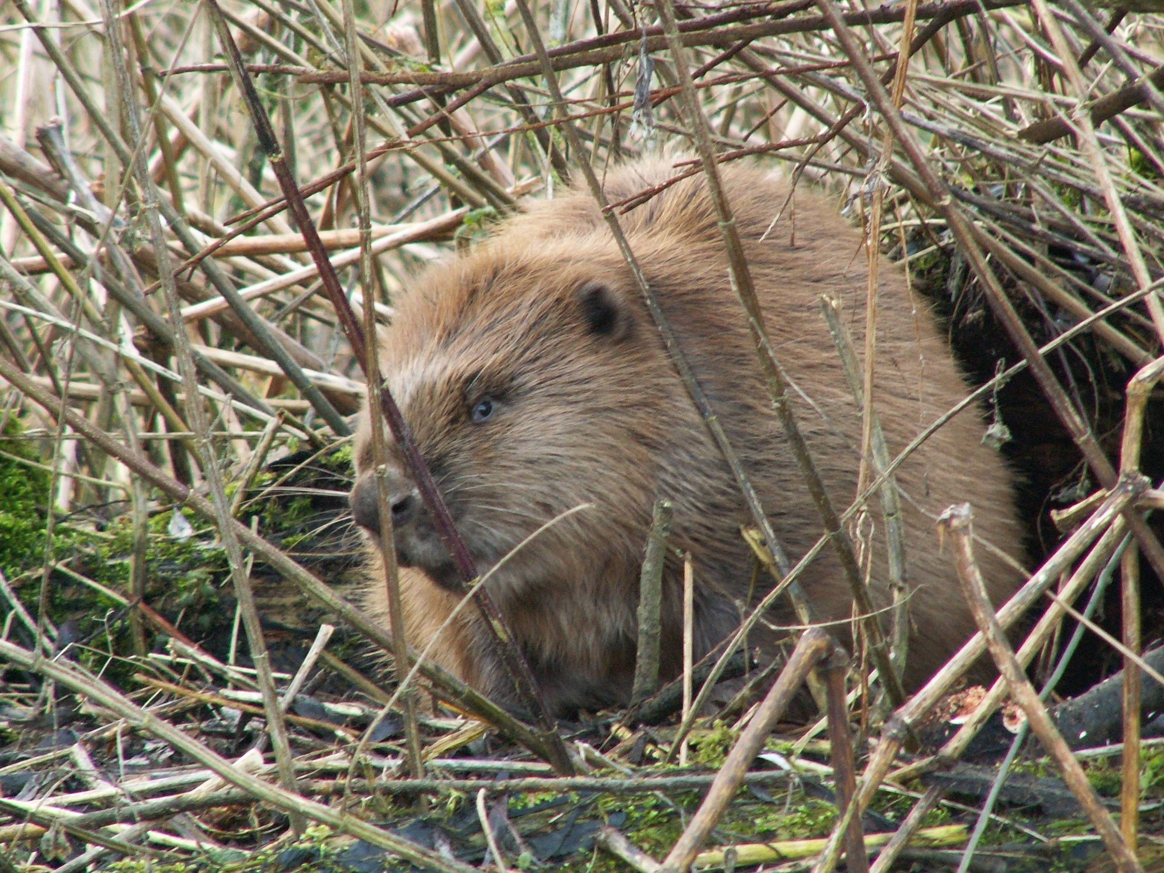 A beaver surrounded by dense, tangled branches and foliage.