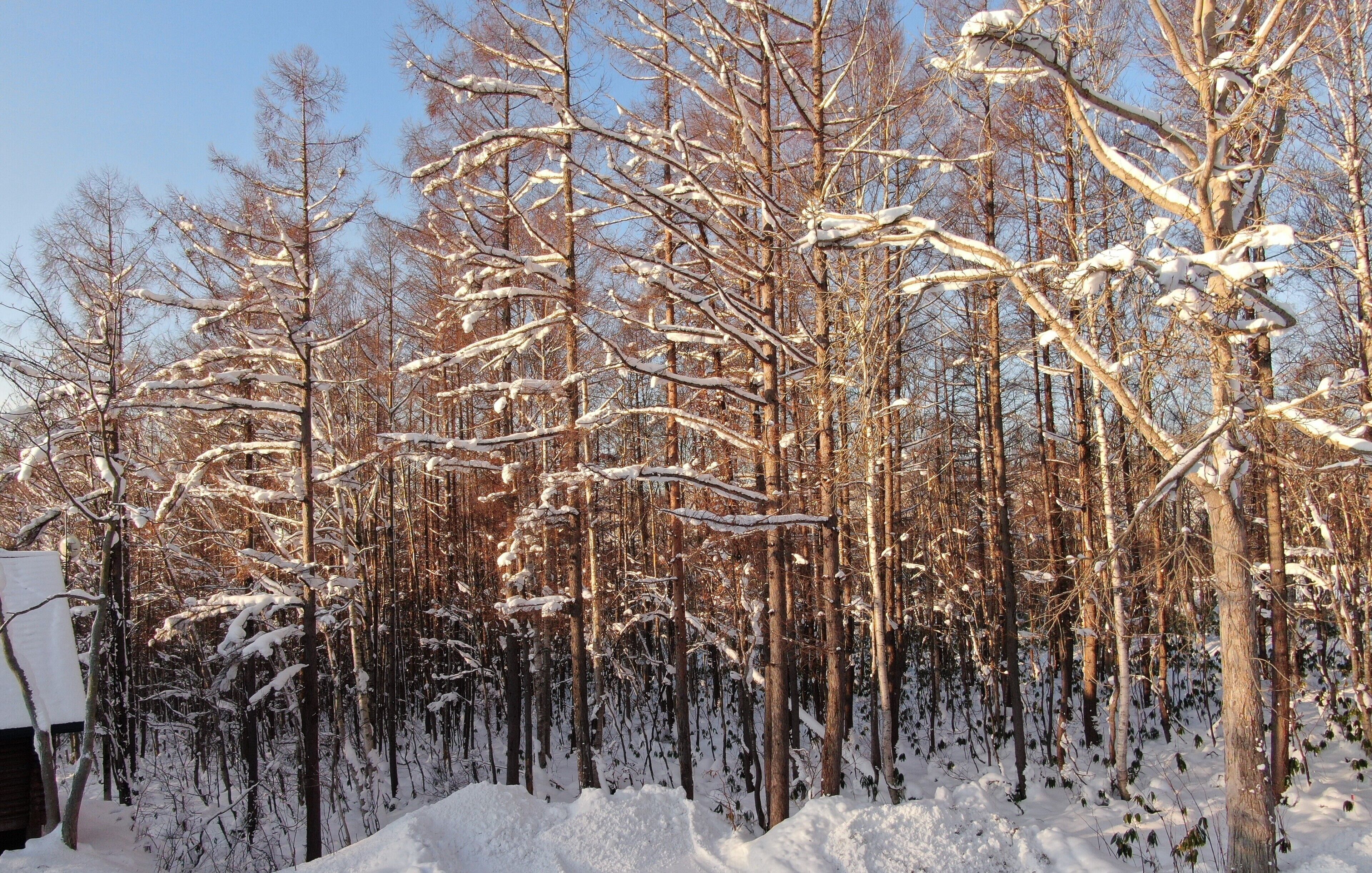 Un bosque de árboles desprovistos de hojas cubierto de nieve.