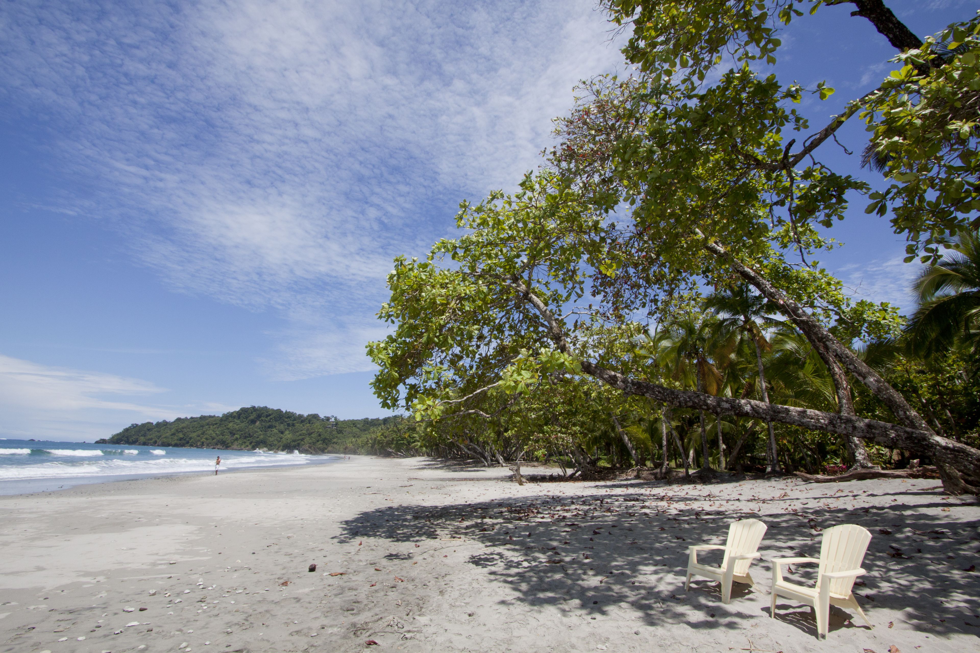 A beach with white chairs and a tree overhanging the sand.