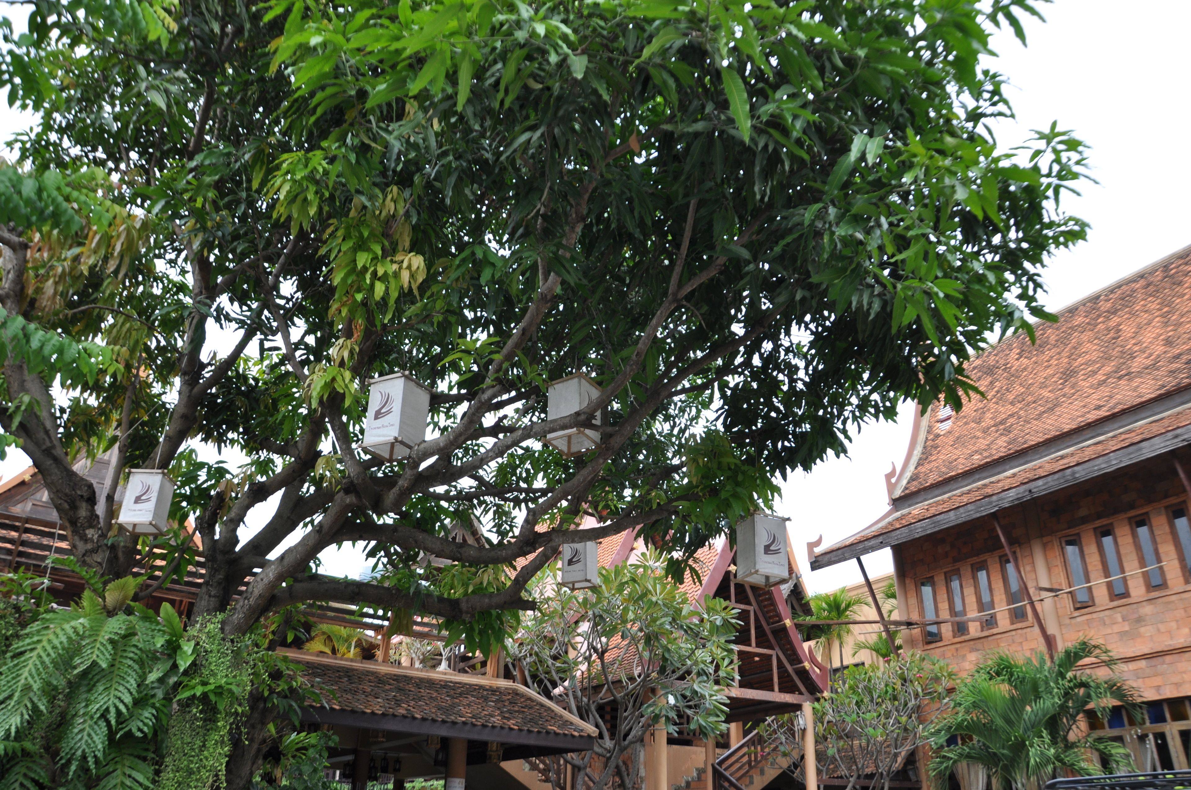 Un edificio tradicional con techo de tejas y un gran árbol en su fachada. Hay letreros sujetos al árbol.