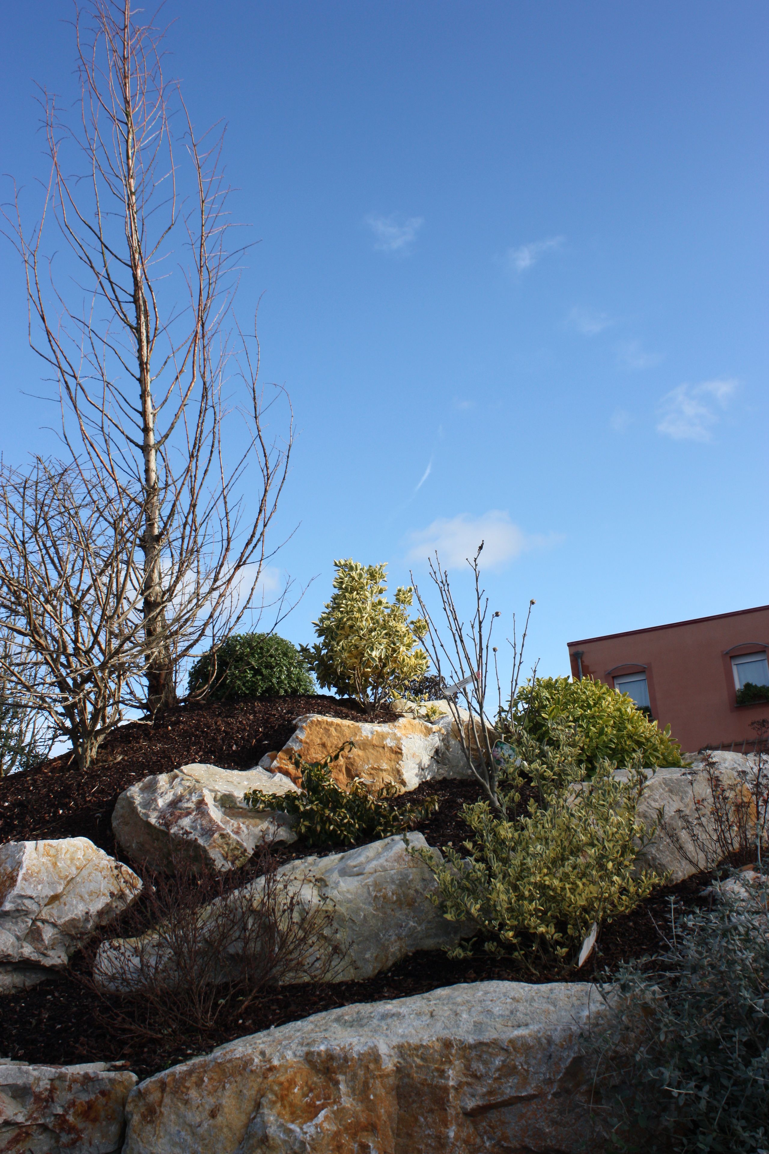 A landscaped garden with various plants and rocks, a clear blue sky, and a building in the background.