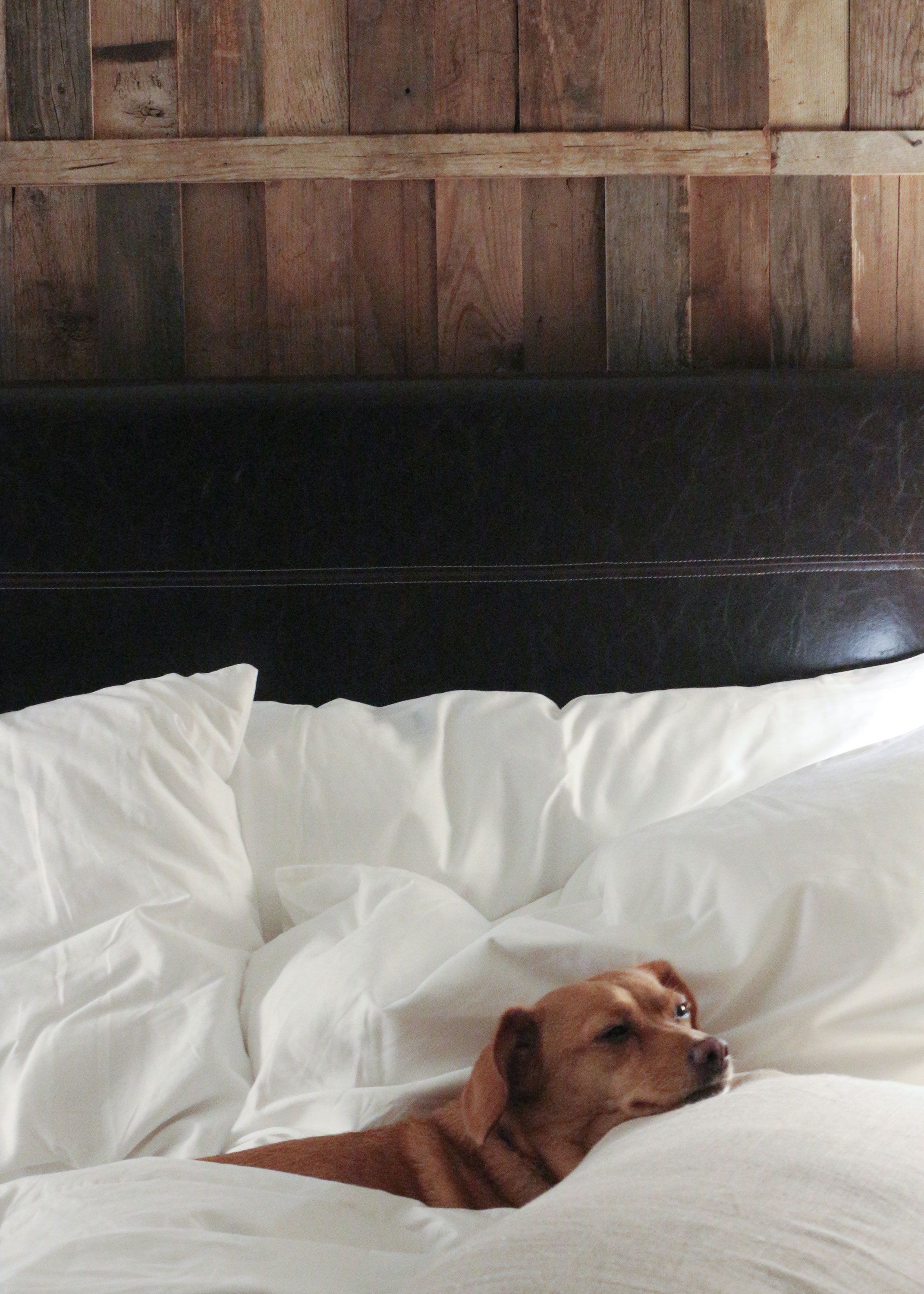 A dog lying on a bed with white bedding and a wooden headboard.