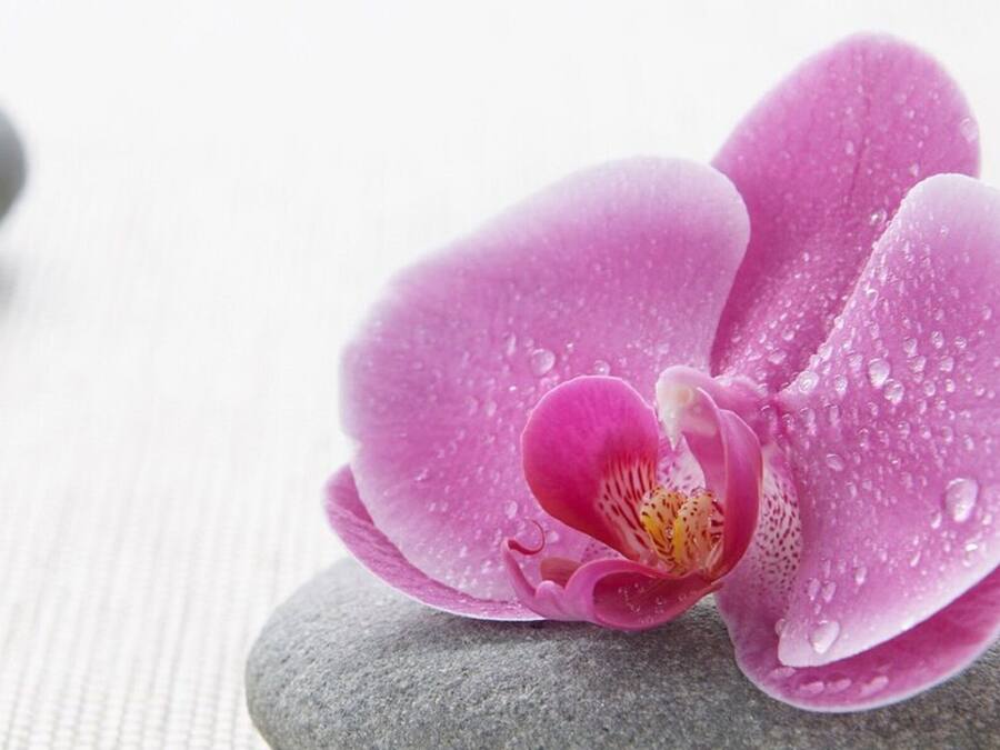 Eine rosa Orchidee mit Wassertropfen auf einer strukturierten Oberfläche, begleitet von glatten Steinen.