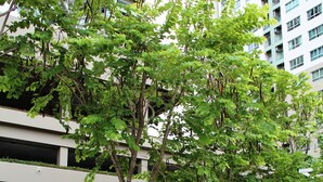 An outdoor seating area with tables and chairs, surrounded by greenery and a building in the background. - Lumpini Ville Naklua Good Luck (Pattaya)