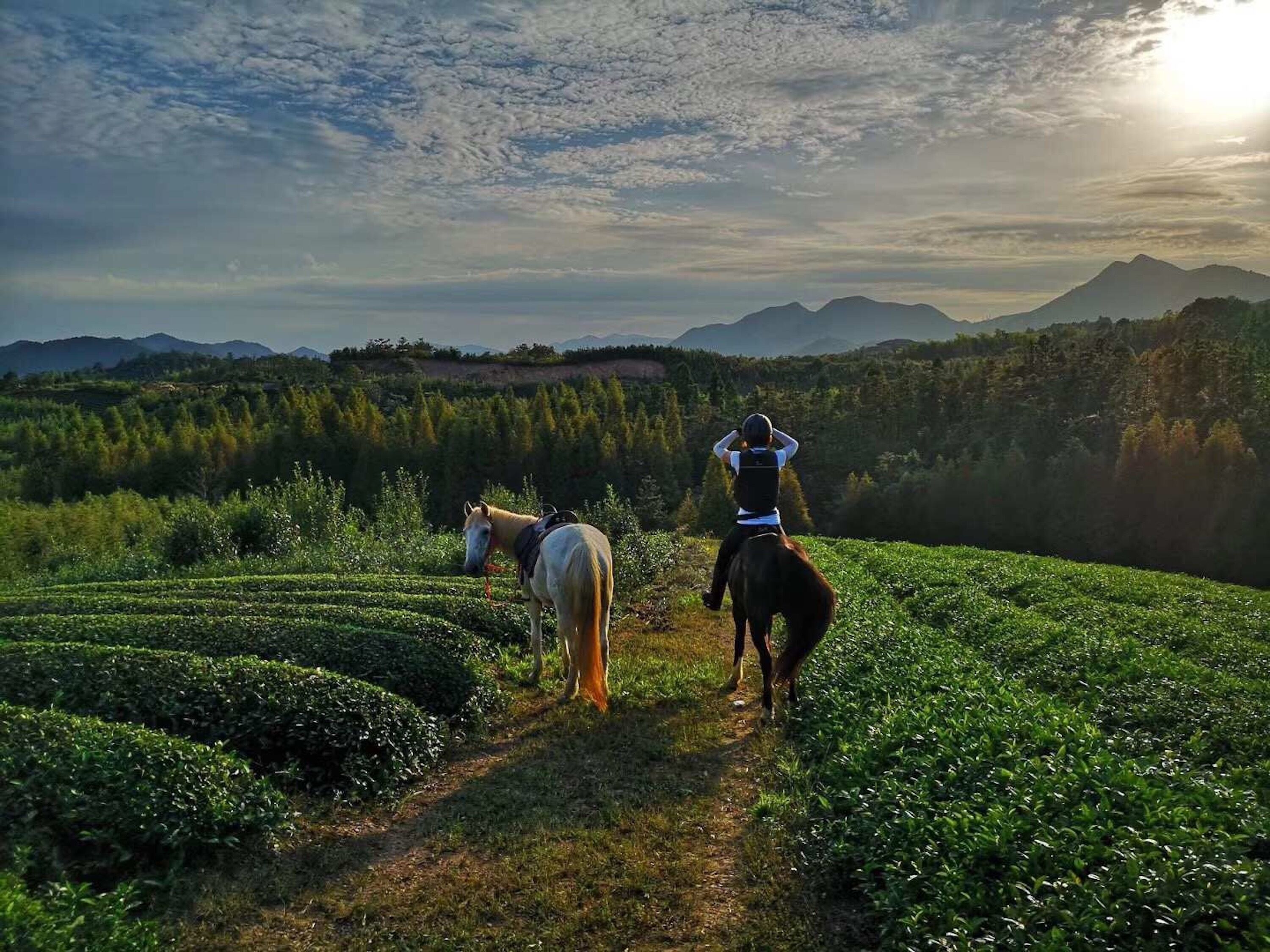 Eine Person reitet auf einem Pferd einen Weg durch ein grünes Feld, im Hintergrund sind Berge zu sehen.