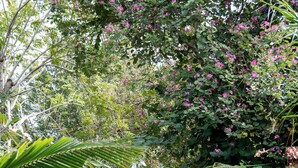 Un sentiero in una rigogliosa area giardino, con un edificio sullo sfondo.