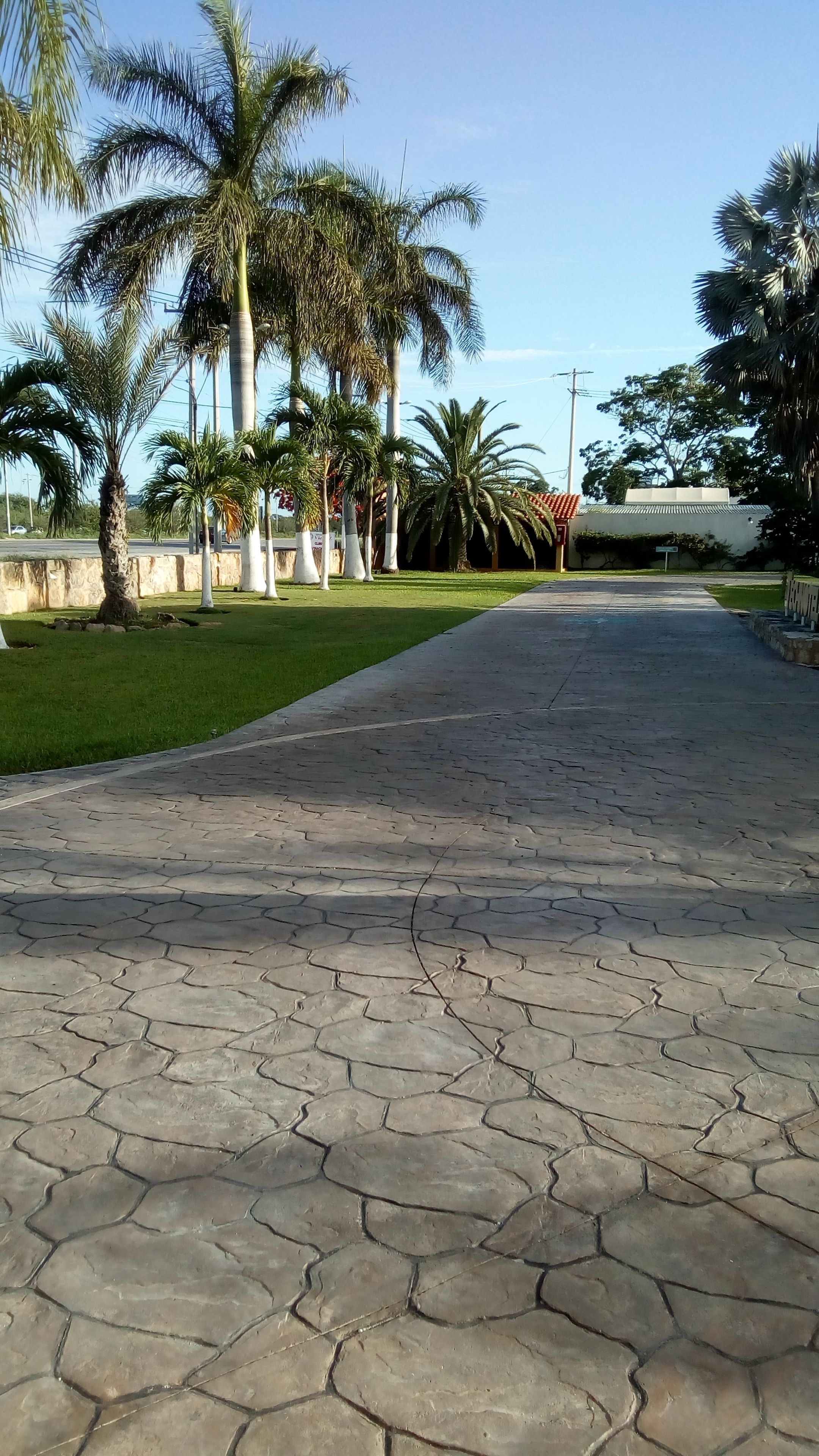 A paved walkway with palm trees and a building in the background.